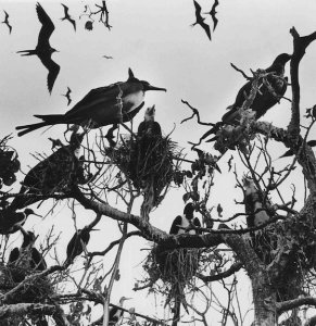 Graciela Iturbide: Pajaros