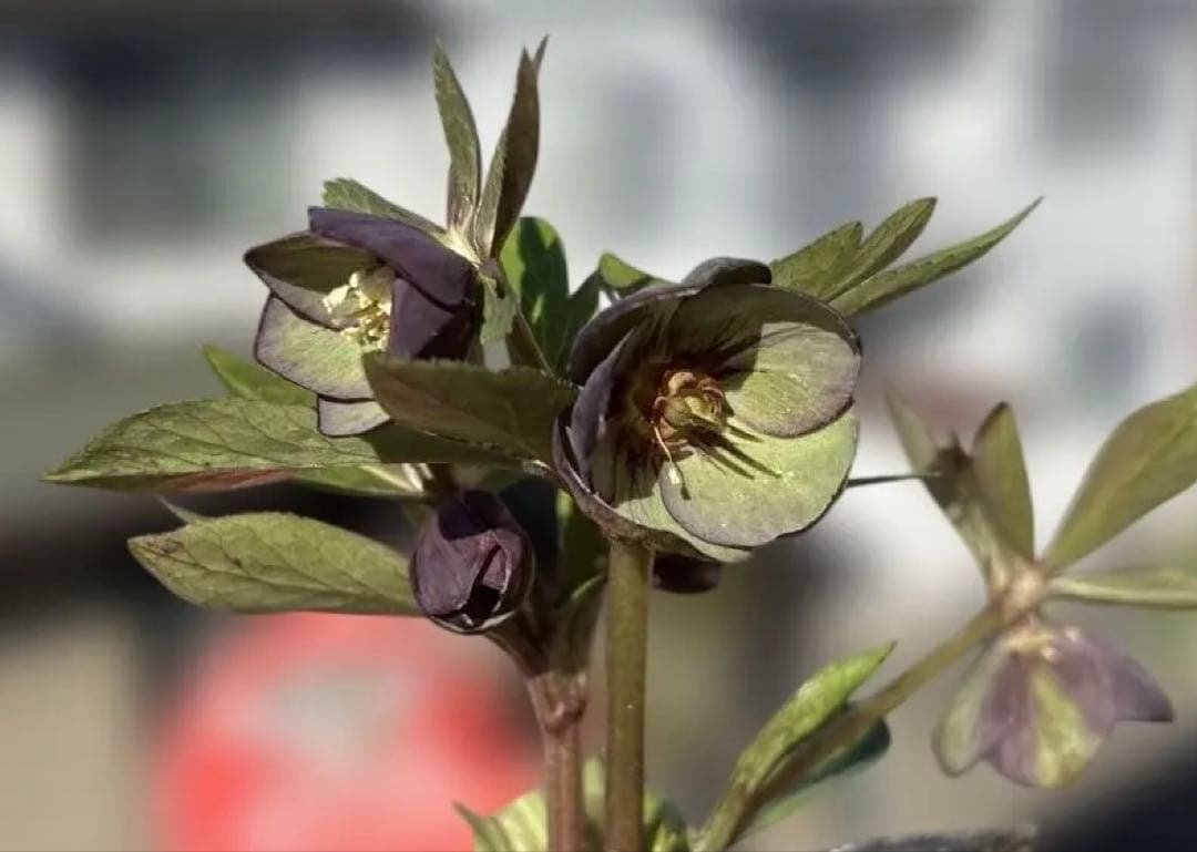 おこめ様ご依頼品　クリスマスローズ　開花株　横山園芸　2苗　現品　匿名発送 再入荷】新版 クリスマスローズ−この一冊を読めば原種、交雑種、栽培